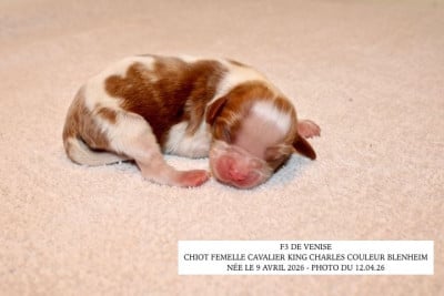 Les chiots de Cavalier King Charles Spaniel