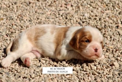 Les chiots de Cavalier King Charles Spaniel