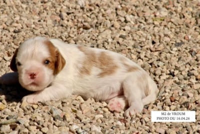 Les chiots de Cavalier King Charles Spaniel