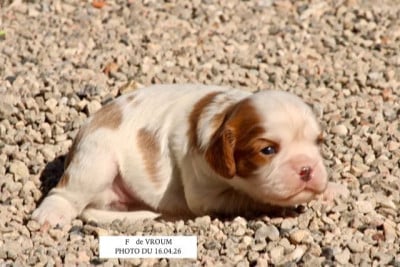 Les chiots de Cavalier King Charles Spaniel