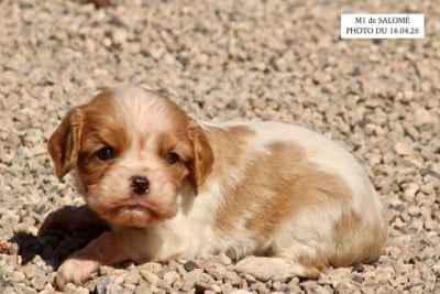 Les chiots de Cavalier King Charles Spaniel