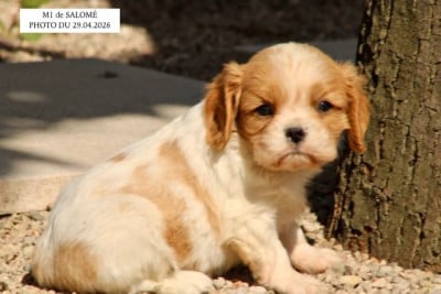 Les chiots de Cavalier King Charles Spaniel