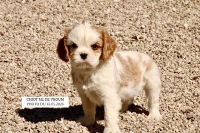 Les chiots de Cavalier King Charles Spaniel