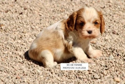 Les chiots de Cavalier King Charles Spaniel