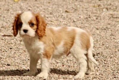 Les chiots de Cavalier King Charles Spaniel