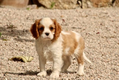 Les chiots de Cavalier King Charles Spaniel