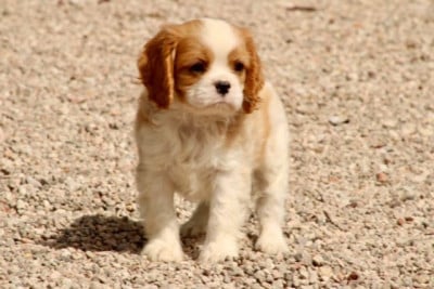 Les chiots de Cavalier King Charles Spaniel