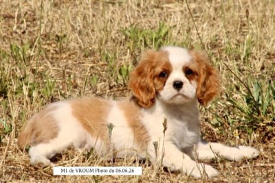 Les chiots de Cavalier King Charles Spaniel