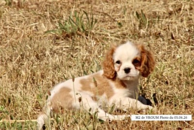 Les chiots de Cavalier King Charles Spaniel
