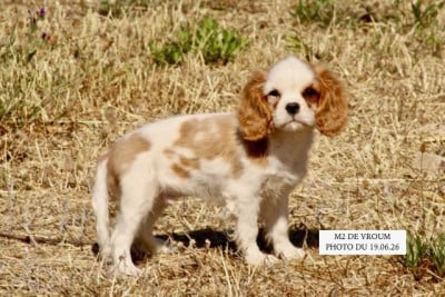 Les chiots de Cavalier King Charles Spaniel