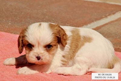 Les chiots de Cavalier King Charles Spaniel