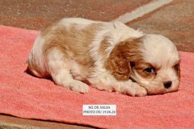Les chiots de Cavalier King Charles Spaniel
