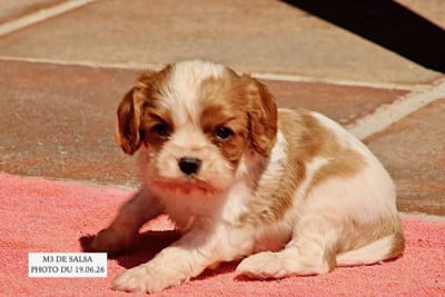 Les chiots de Cavalier King Charles Spaniel