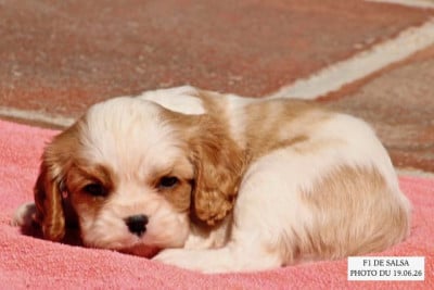 Les chiots de Cavalier King Charles Spaniel