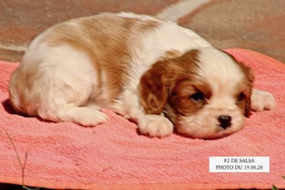 Les chiots de Cavalier King Charles Spaniel