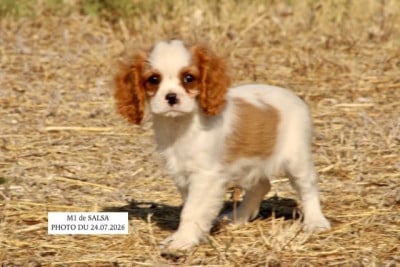 Les chiots de Cavalier King Charles Spaniel