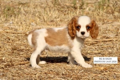 Les chiots de Cavalier King Charles Spaniel