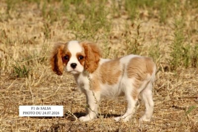 Les chiots de Cavalier King Charles Spaniel