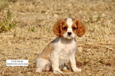Les chiots de Cavalier King Charles Spaniel