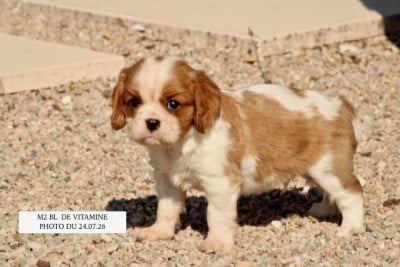 Les chiots de Cavalier King Charles Spaniel