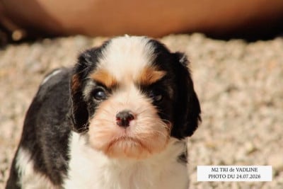 Les chiots de Cavalier King Charles Spaniel