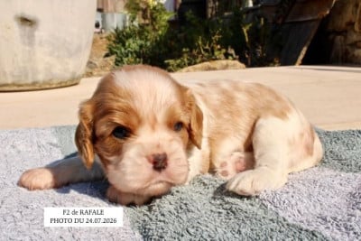 Les chiots de Cavalier King Charles Spaniel