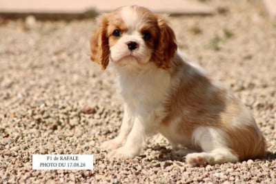 Les chiots de Cavalier King Charles Spaniel