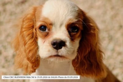 Les chiots de Cavalier King Charles Spaniel