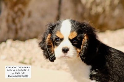 Les chiots de Cavalier King Charles Spaniel