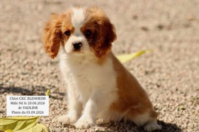 Les chiots de Cavalier King Charles Spaniel