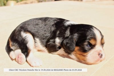 Les chiots de Cavalier King Charles Spaniel
