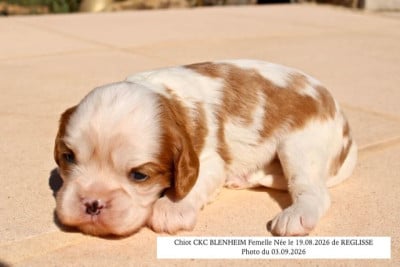 Les chiots de Cavalier King Charles Spaniel