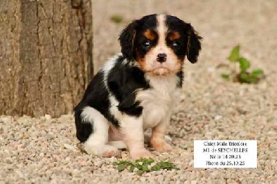 Les chiots de Cavalier King Charles Spaniel