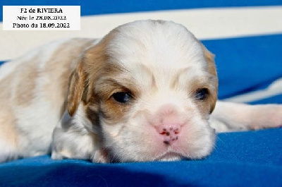 Les chiots de Cavalier King Charles Spaniel