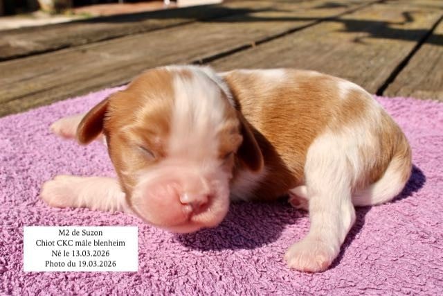 Cavalier King Charles Spaniel - de la Bastide du Jas de Jeromes