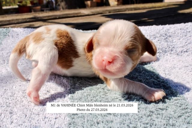 Cavalier King Charles Spaniel - de la Bastide du Jas de Jeromes