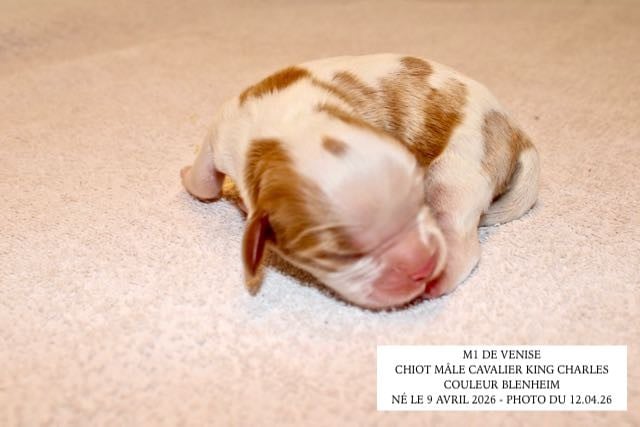 Cavalier King Charles Spaniel - de la Bastide du Jas de Jeromes