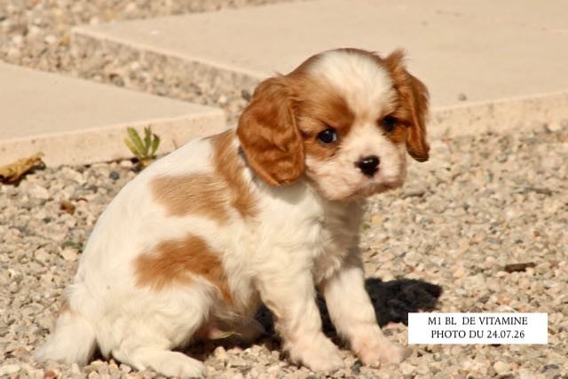 Cavalier King Charles Spaniel - de la Bastide du Jas de Jeromes