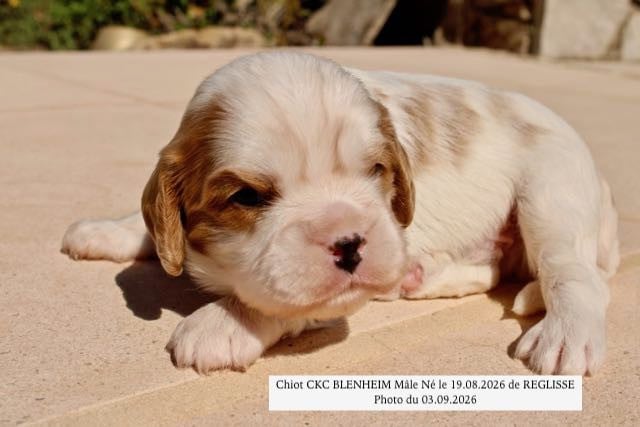 Cavalier King Charles Spaniel - de la Bastide du Jas de Jeromes
