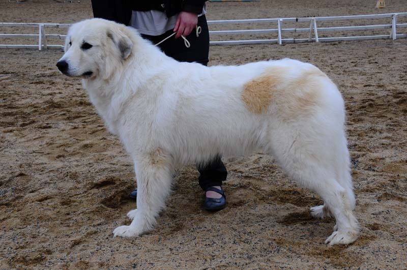 Falling away with you du Domaine de Peyrac - 3ème excellent, MEILLEUR TÊTE ET EXPRESSION