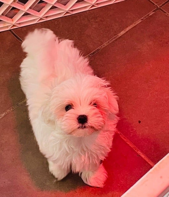 Bamby - Bichon maltais