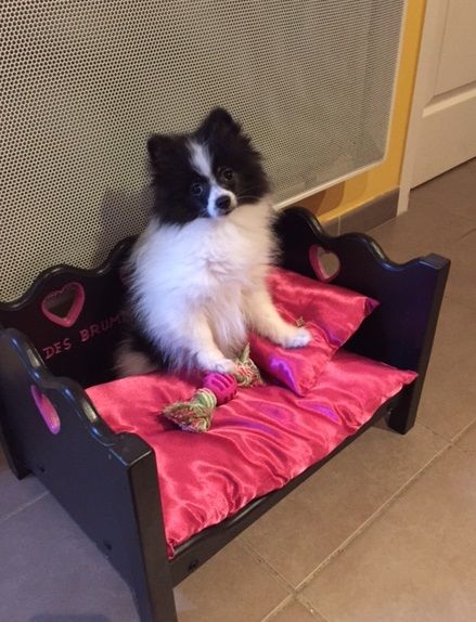 PEARL - Spitz allemand