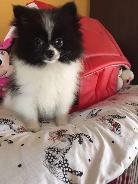 PATOUNE - Spitz allemand