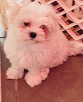 Betty - Bichon maltais