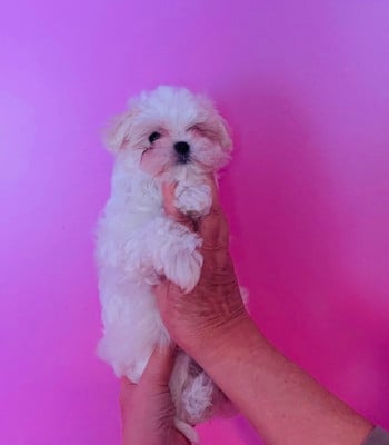 Bianka - Bichon maltais