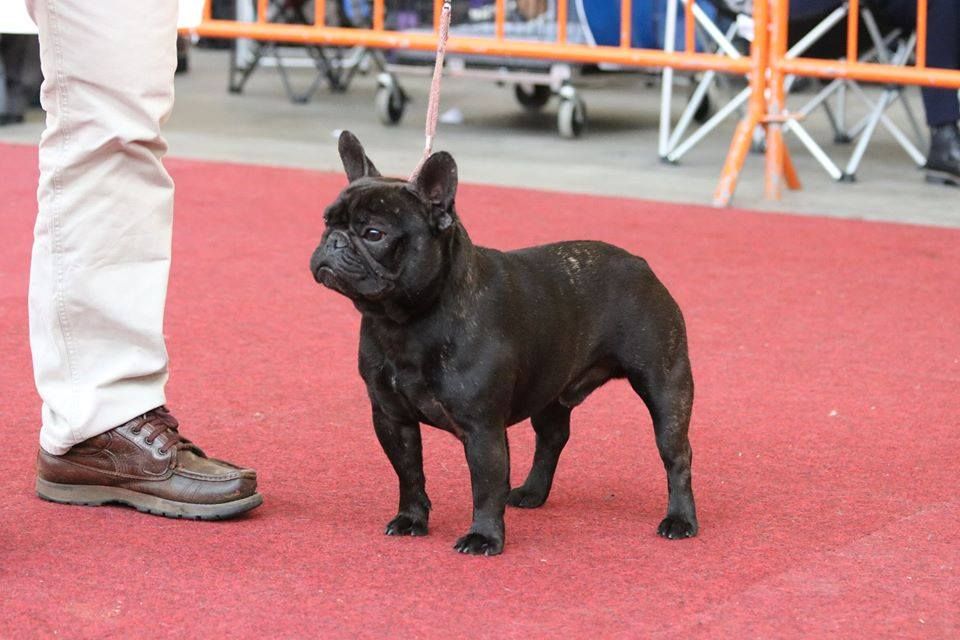 Mustang ( dit maïky ) De La Vallée Des Marsouins - 1er Excellent COM Bringé CACS - RCACIB