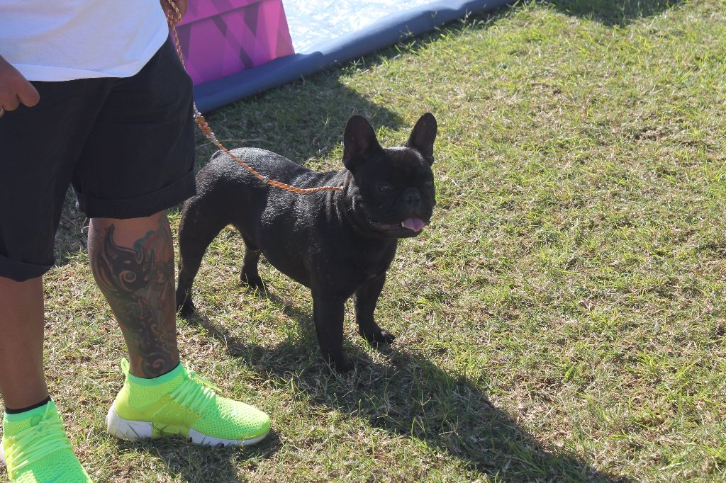 Mustang ( dit maïky ) De La Vallée Des Marsouins - 1er Excellent CIM - CACS - BOB - 3ème BIS du GROUPE 9