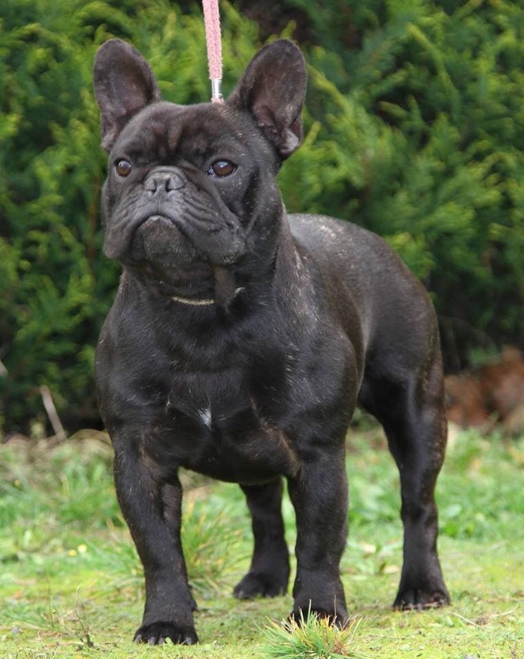 Mustang ( dit maïky ) De La Vallée Des Marsouins - Excellent N.C COM Bringé