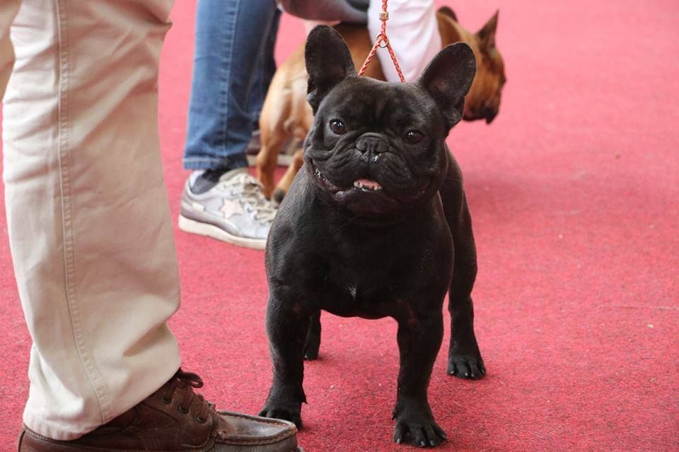Mustang ( dit maïky ) De La Vallée Des Marsouins - 2ème Très Bon CO Bringé