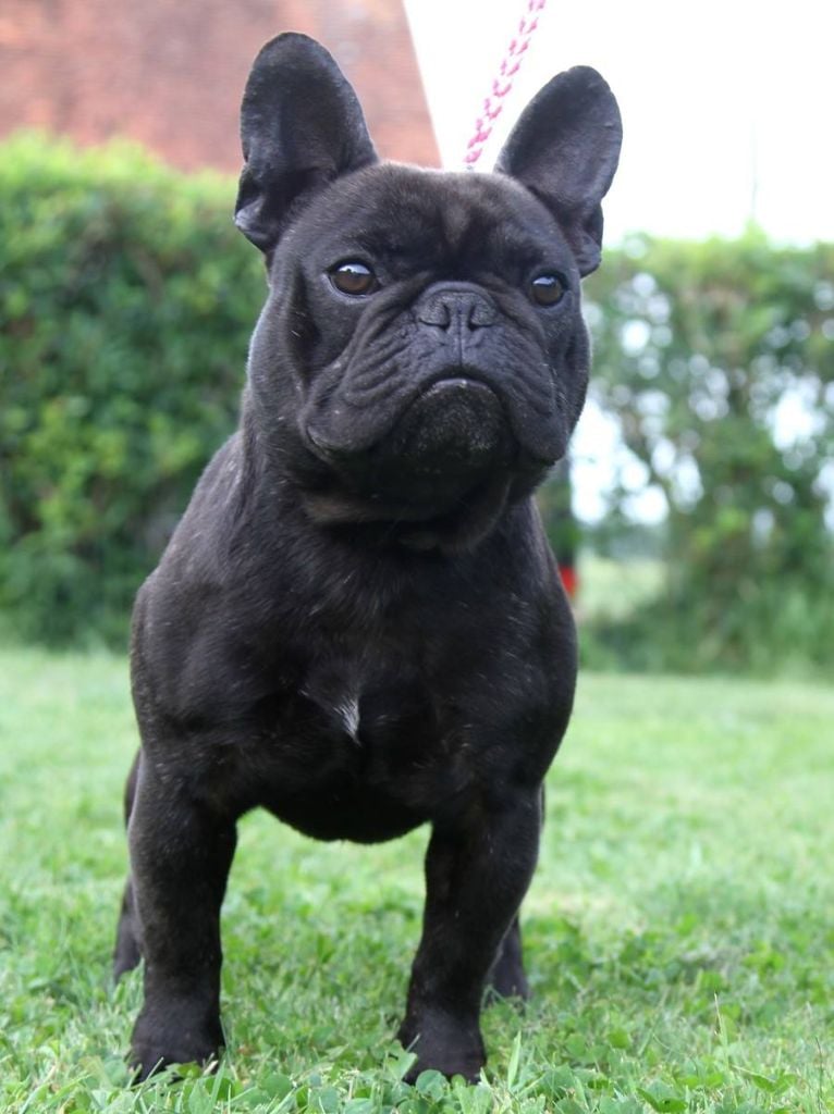 Mustang ( dit maïky ) De La Vallée Des Marsouins - 3ème Excellent COM Bringé